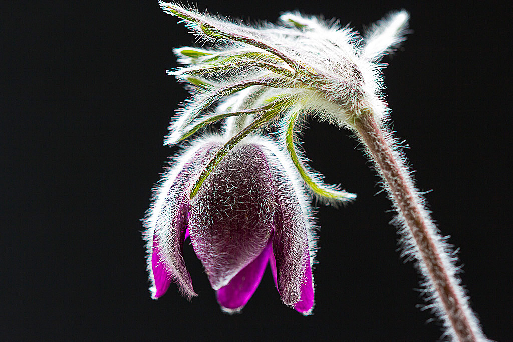 Fiori e riflessi di luce.